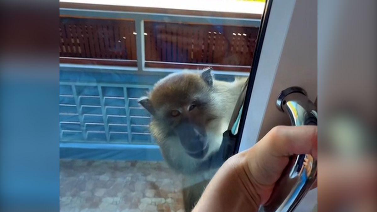 Když divočina přijde za turisty. Opice se v Thajsku pokusily vloupat do hotelového pokoje