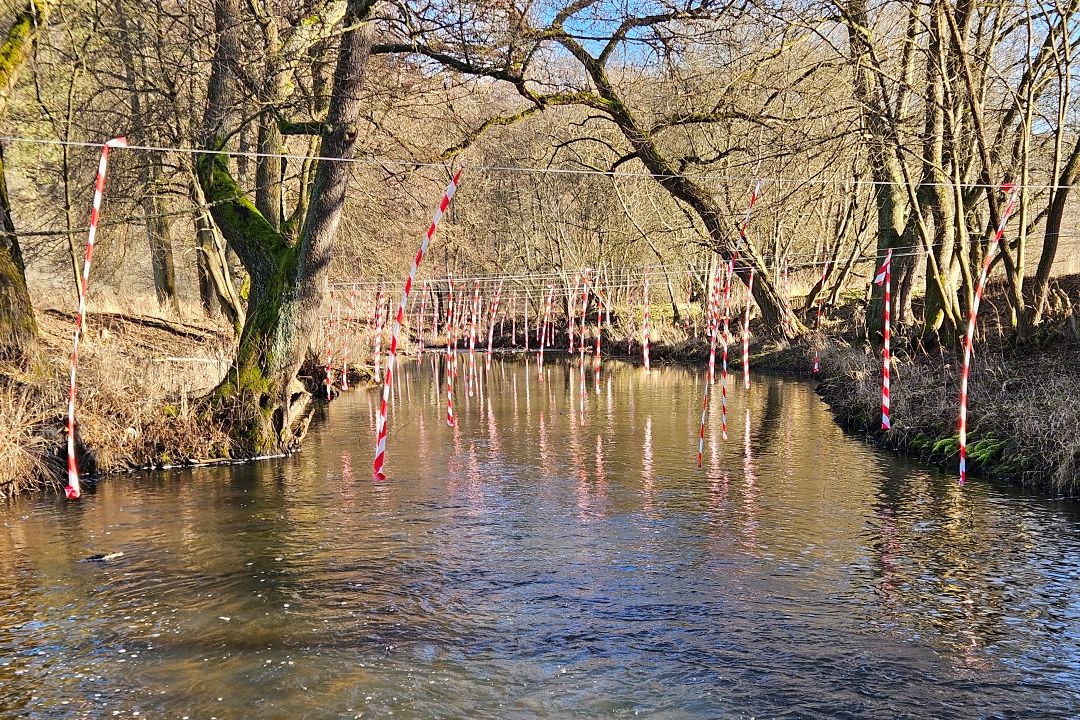 Jsou postrachem rybářů, denně spořádají i kilo ryb. Jihočeští vědci testují novou past na kormorány