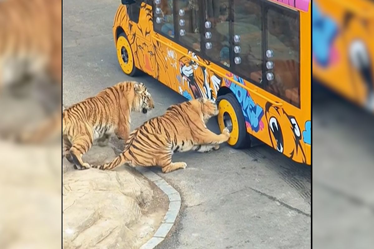 Tygr se zakousl do pneumatiky autobusu, zůstaly mu v ní zuby