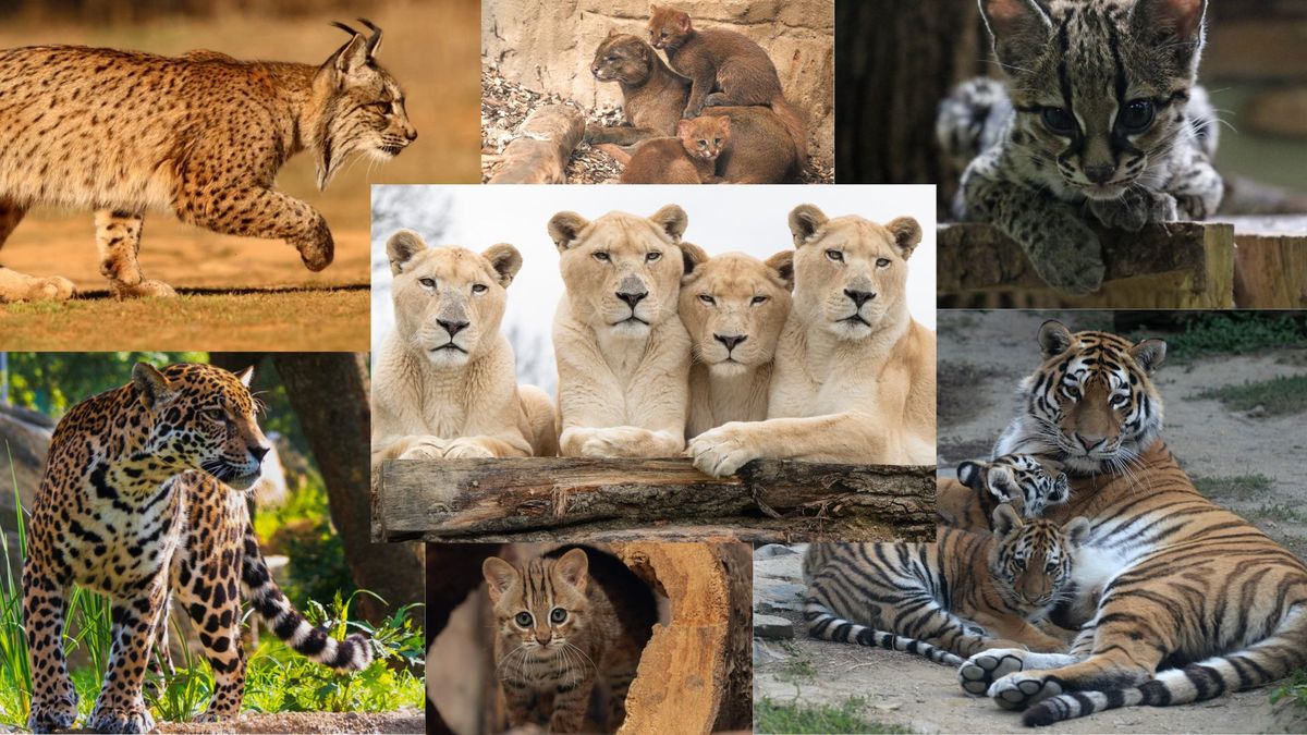 KVÍZ: Dokážete rozpoznat kočkovité šelmy na fotkách?