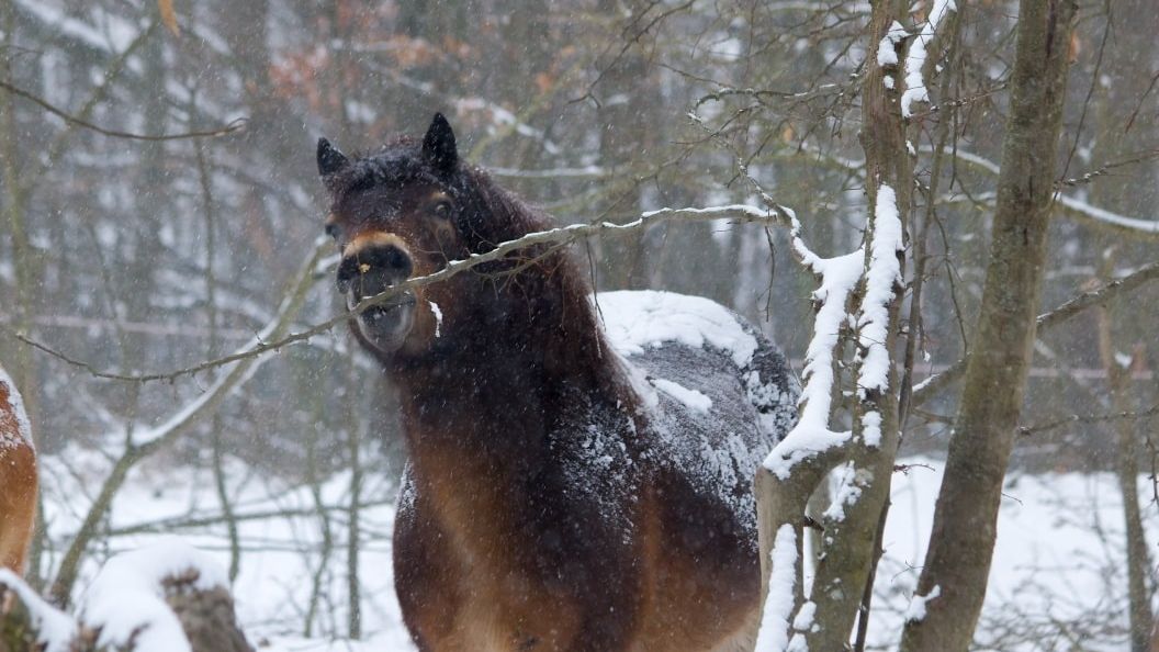 Zimní romantika s divokými koňmi láká turisty do Podyjí. Nesahat a nekrmit, vzkazují ochranáři