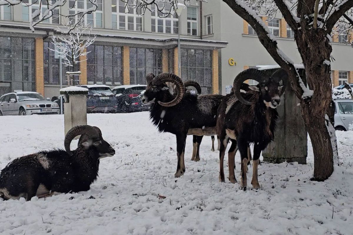 Muflonům se zalíbilo v areálu pražské krčské nemocnice. Kopýtkem hrabou u pavilonu B3