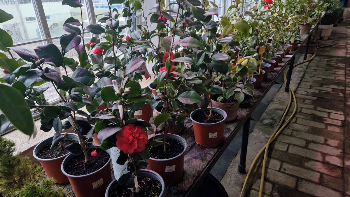 První kamélie již nesměle rozkvétají v Lysicích, lidé si je budou moci prohlédnout na Valentýna