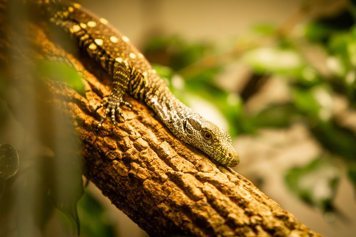 Unikátní odchov v Ostravě. Vylíhla se mláďata nejdelších varanů na světě