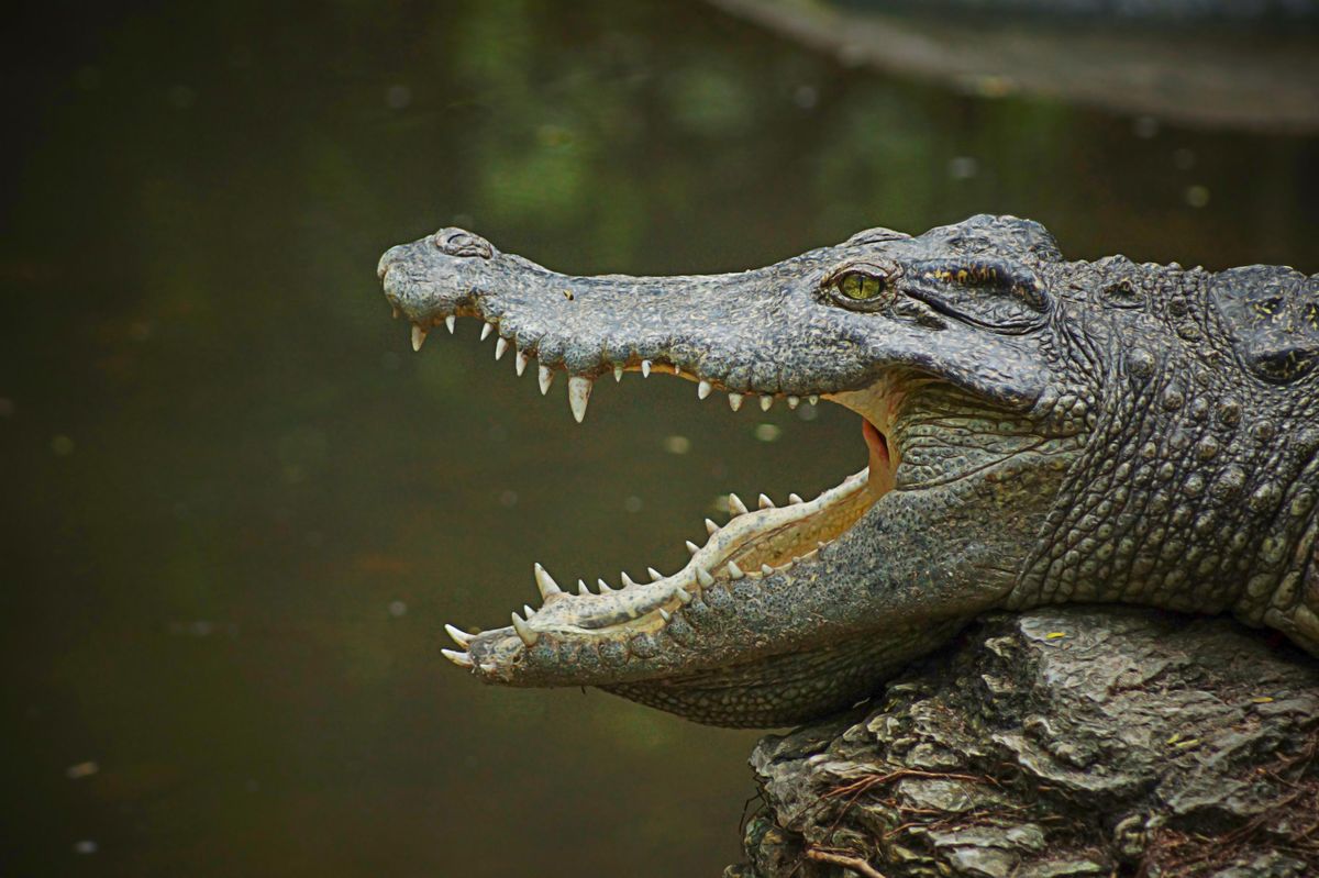 Vesničané z indonéského ostrova našli pohřešovanou ženu v žaludku krokodýla