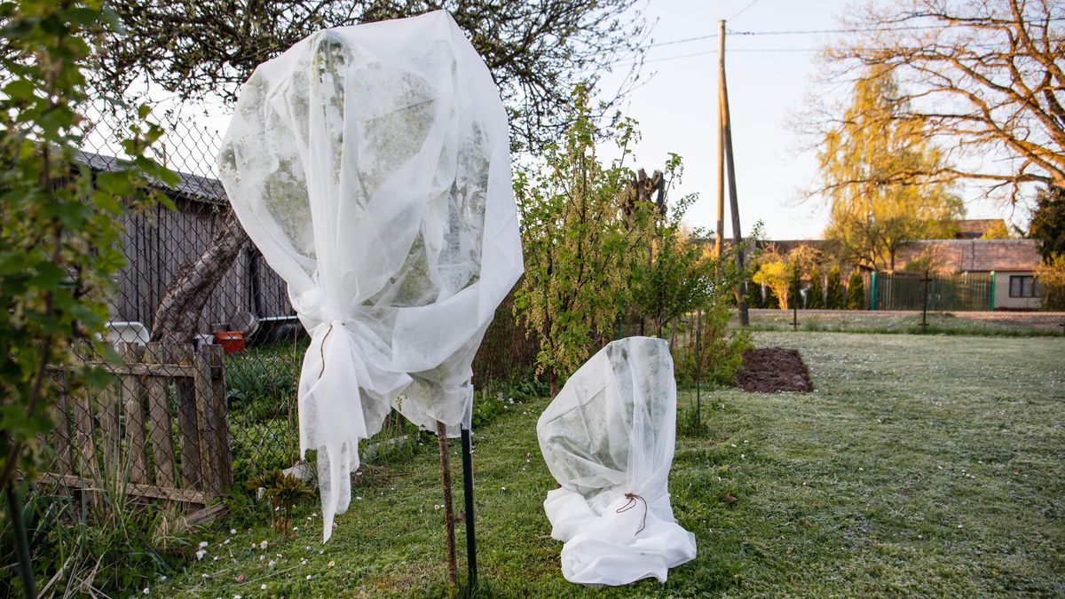 Nenechte se ukolébat teplem. Ovocné stromy vás budou brzy potřebovat