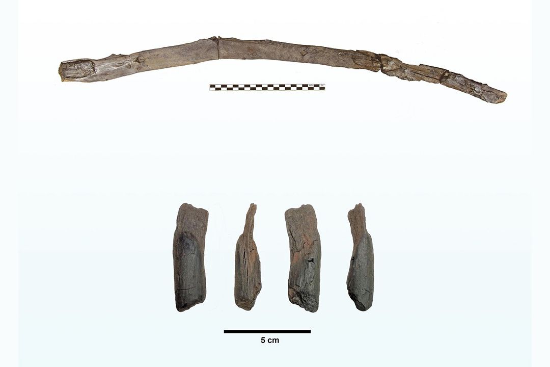 Vědci našli v Řecku nejstarší známé dřevěné nástroje v dějinách lidstva