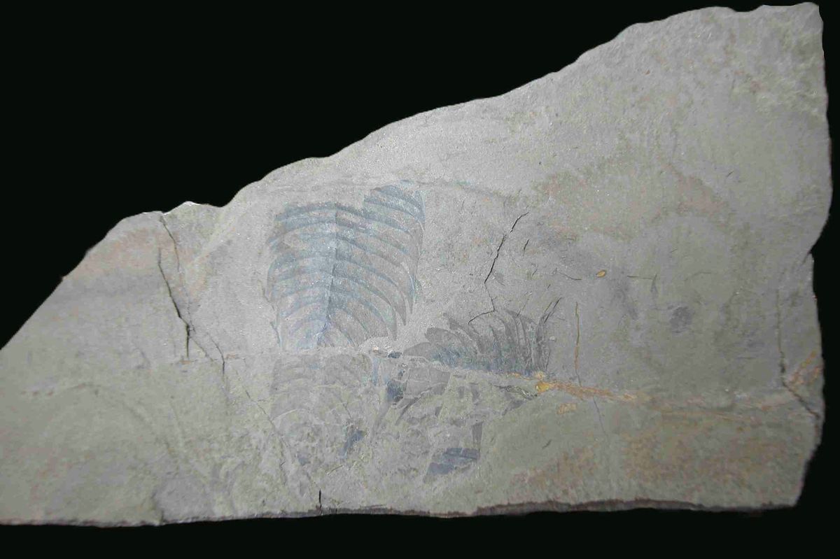 V Brdech přibylo nové chráněné území Kočka. Je plné zkamenělin z prvohor