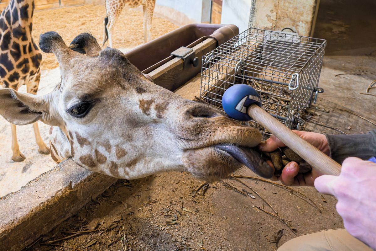 Pamlsky připravují žirafu Johanku v pražské zoo na odběr krve z krční žíly