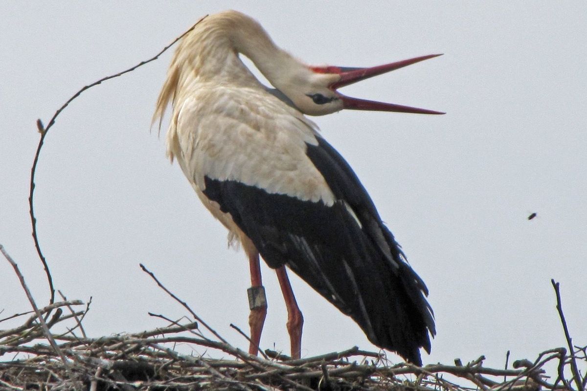 Čápi už dorazili. Hlásí je třeba ze západu Čech