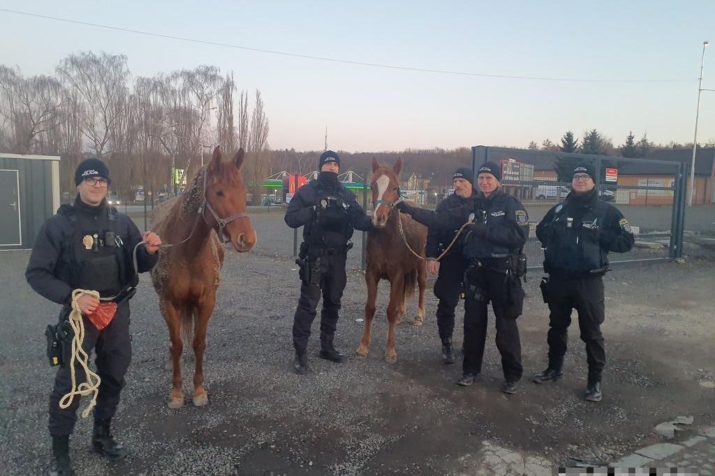 V kladenských ulicích odchytávali splašené koně