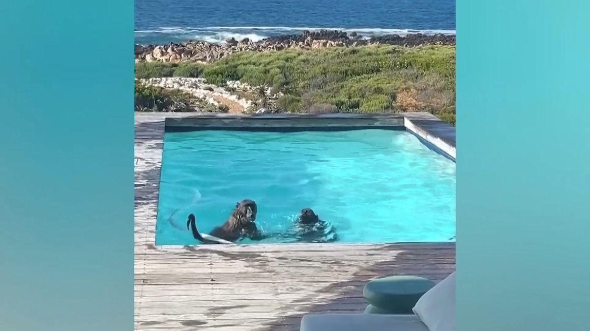 Po luxusním koupání v Jihoafrické republice zatoužili i paviáni