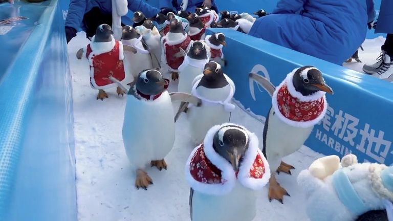 Pochod oblečených tučňáků předčasně vítal čínský nový rok