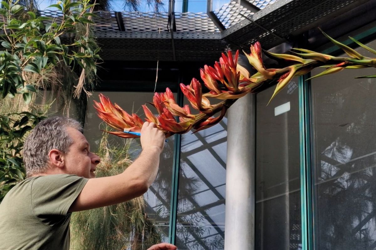 V Liberci kvete rudá rarita. Rozzáří se jednou za život a pak uhyne