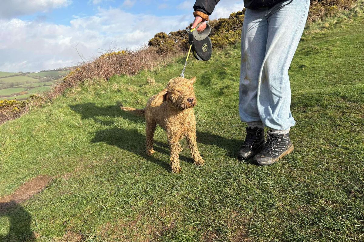 Záchrana fenky z útesu v Anglii trvala jedenáct hodin. Pomáhalo přes 40 lidí