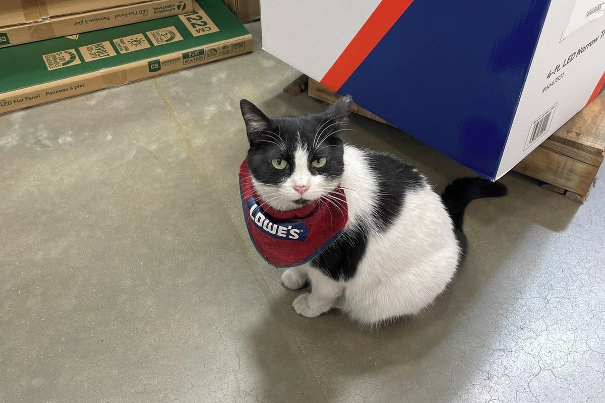 Americký obchod propustil oblíbenou kočku, lidé podepisují petici