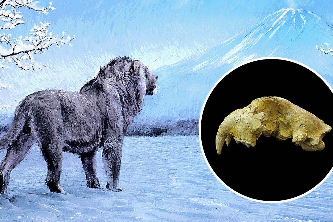 Tygři z Japonska byli ve skutečnosti jeskynní lvi, ukázala analýza fosilií