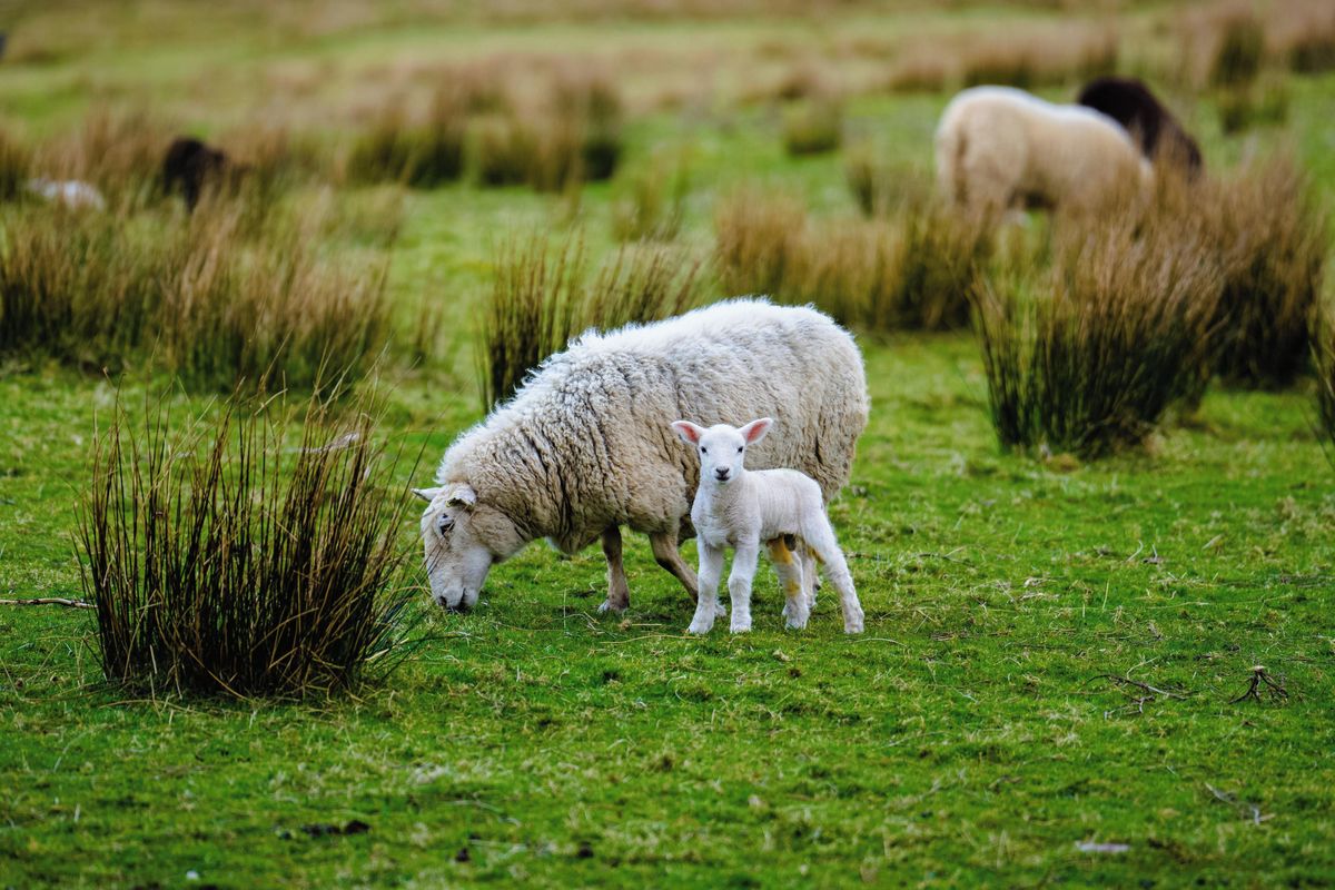 Nejosamělejší ovce v Británii má konečně společnost. Narodila se jí jehňata