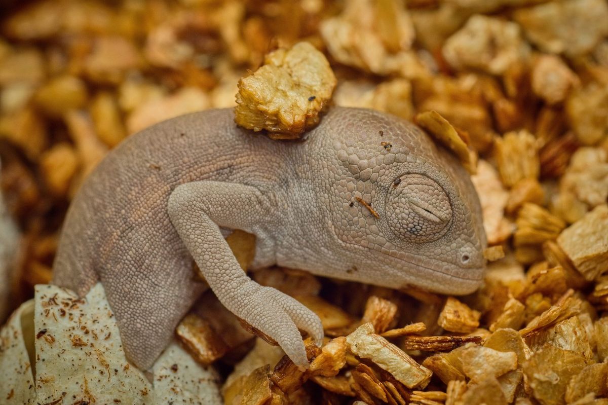 Zoopark na Kladensku hlásí výjimečný úspěch, vylíhnul se chameleon zelený