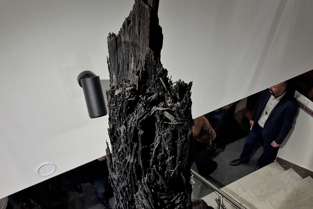 Seschlá švestka? Novou hvězdou třineckého muzea je unikátní kmen dubu z pravěku