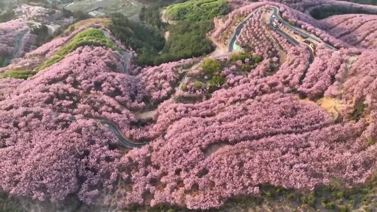 V Číně rozkvetly statisíce sakur