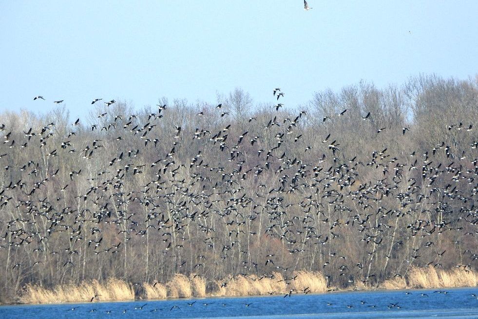 Na Nových Mlýnech zimují tisíce severských hus, brzy se vydají na cestu domů