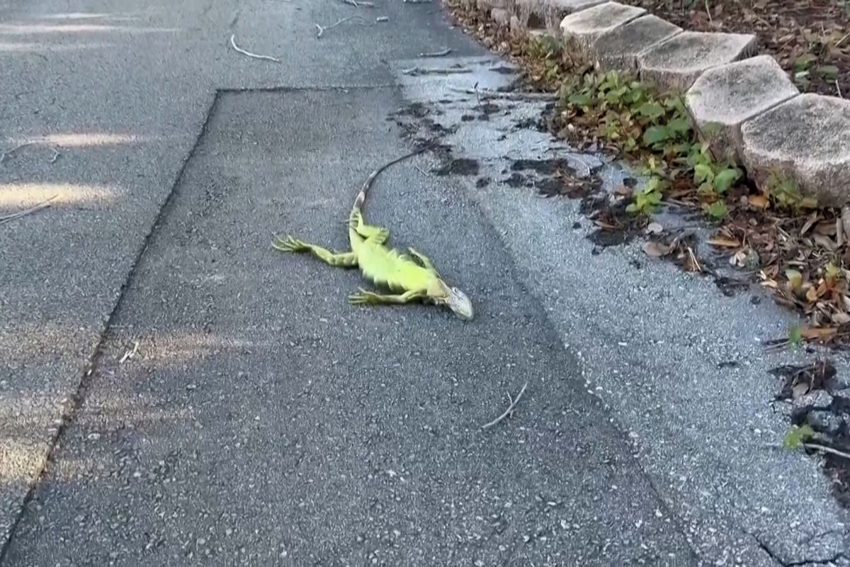 Padají leguáni. Na jihu Floridy vzácně mrzlo i sněžilo