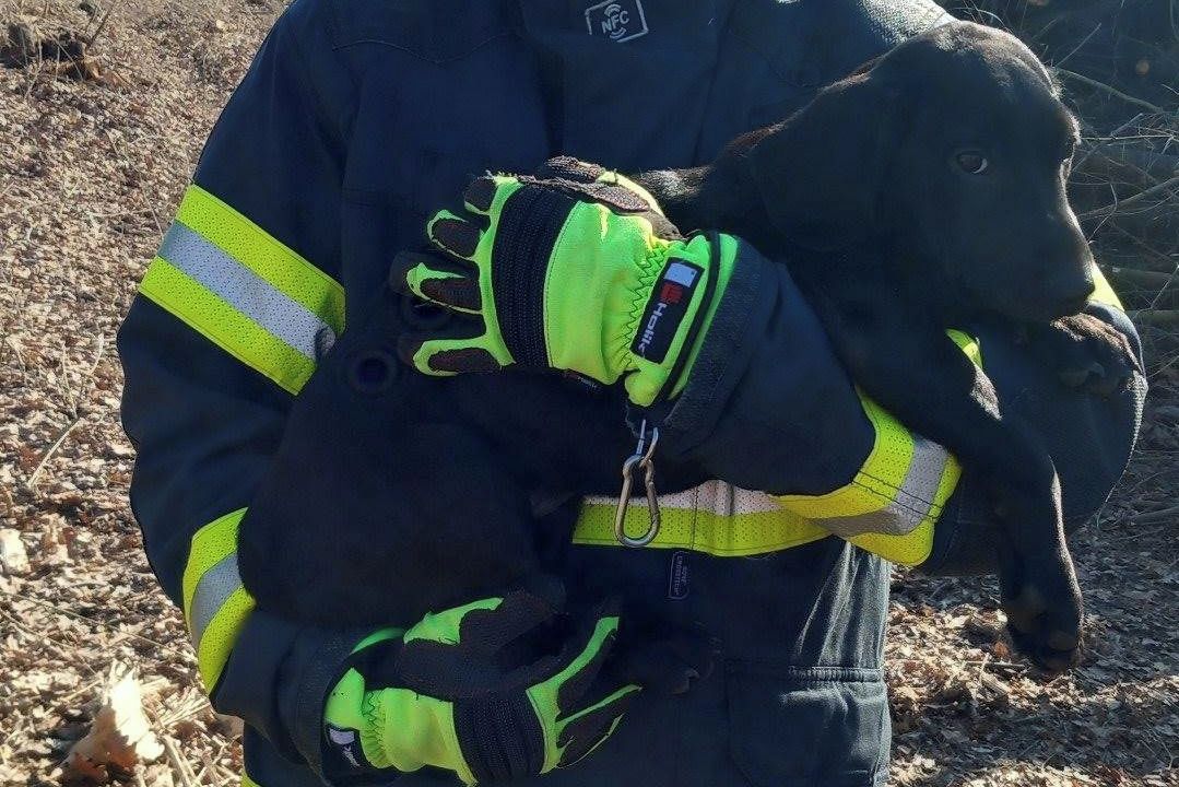 Pes v lese u Brna zalezl pod hromadu dřeva. Při záchraně pokousal hasiče