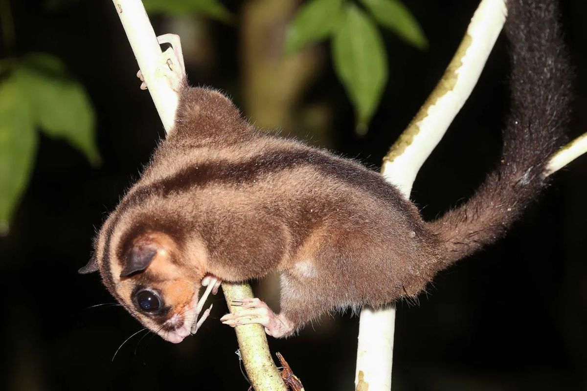 Vačnatci měli před 6000 lety vyhynout. Nyní je vědci objevili v Indonésii