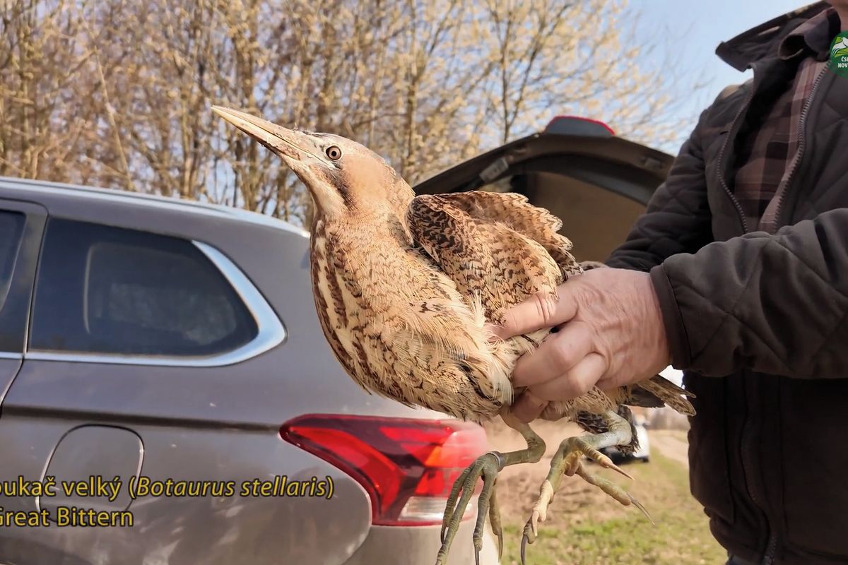 Vzácný pták, kterého lidé našli vyčerpaného na Novojičínsku, se vrátil zpátky do přírody