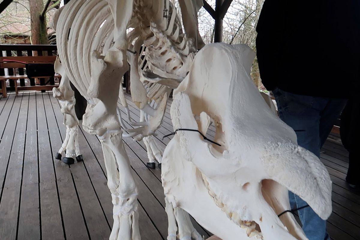 Obří kostra ikonického zvířete. Do plzeňské zoo se vrátily ostatky nosorožce Baabuu