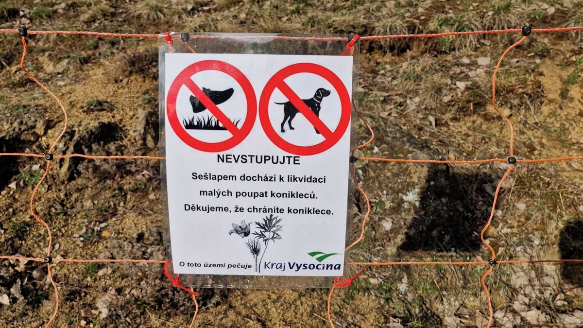 Atraktivní koniklece u Třebíče ohrožují turisté, kraj nechal kopec částečně oplotit