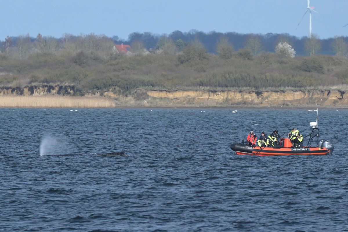 Velryba na severu Německa už potřetí uvázla na mělčině