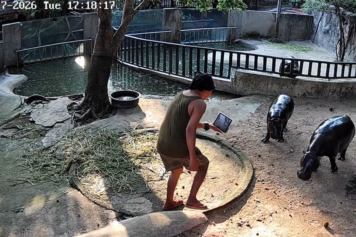 Muž v thajské zoo skočil do výběhu hrošíka a natáčel. Vetřelci hrozí až rok vězení