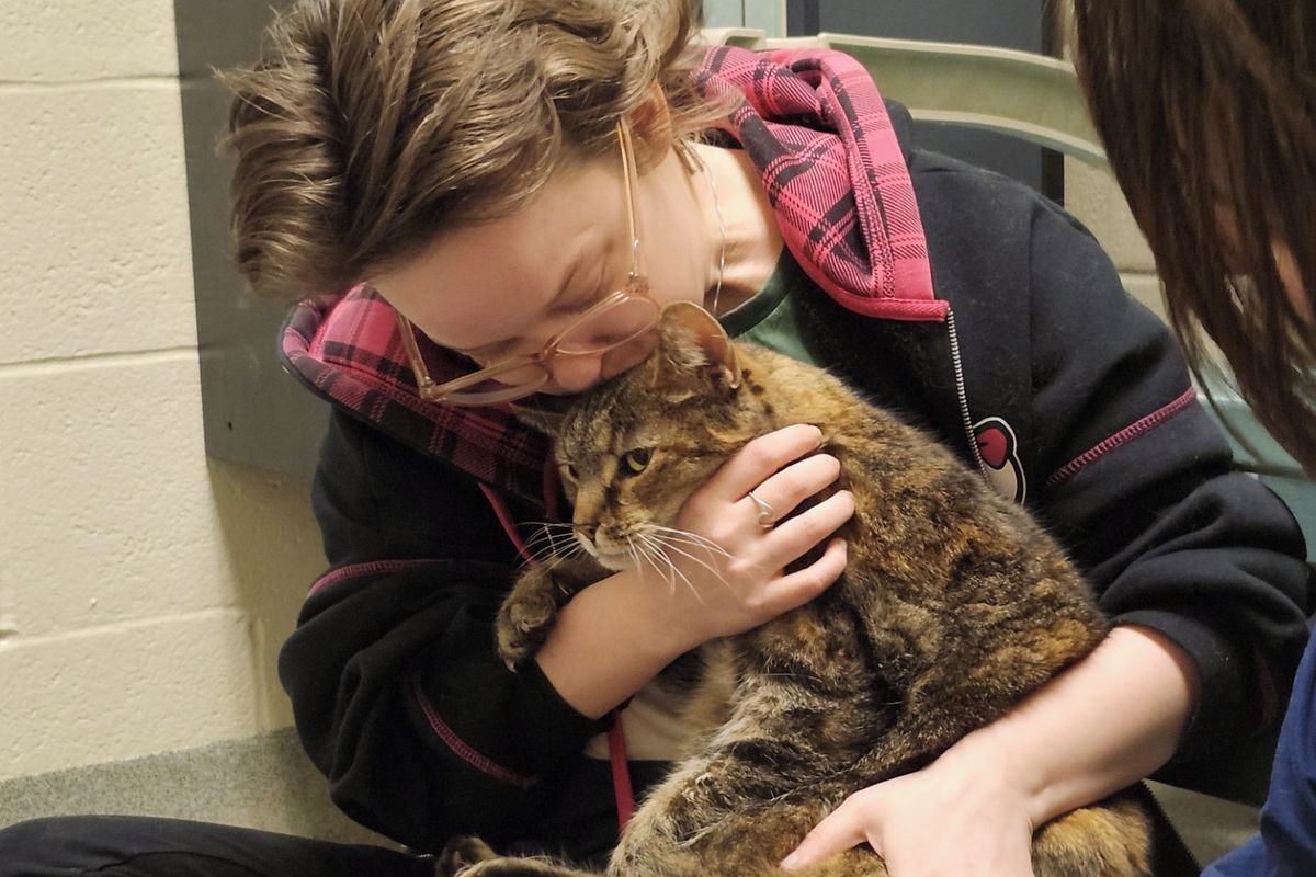 Zatoulaná kočka se po pěti letech našla v cizím sklepě