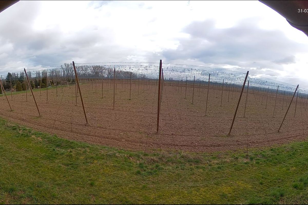 Zrození piva v přímém přenosu Plzeňského Prazdroje. Vysílání potrvá celých 280 dní