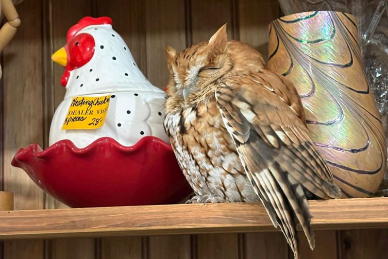 Znavená sova se prospala ve starožitnictví, zmátla zákazníky