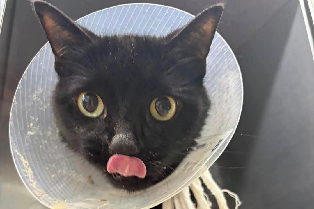 Kočku už vezli na uspání. Nález v jejím žaludku veterináře šokoval