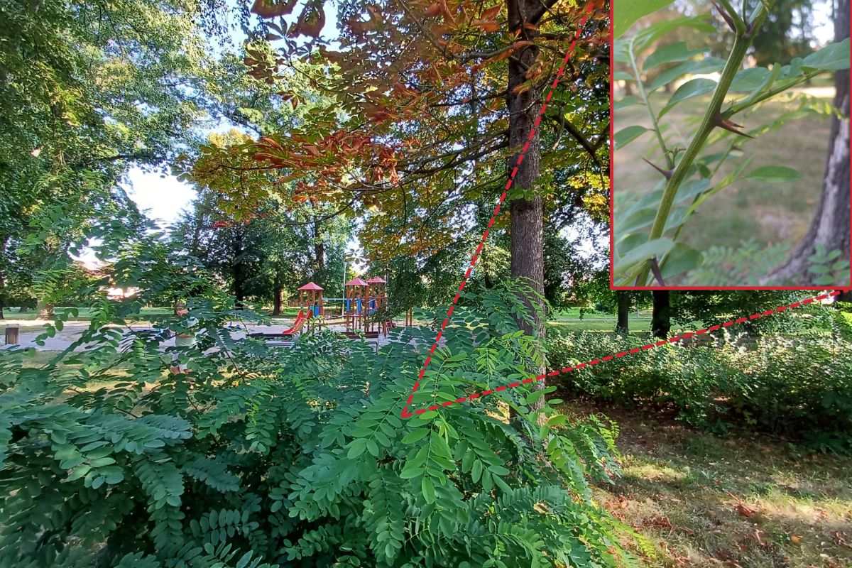 Nové druhy dřevin ve městech jsou spojeny s riziky, varují olomoučtí vědci