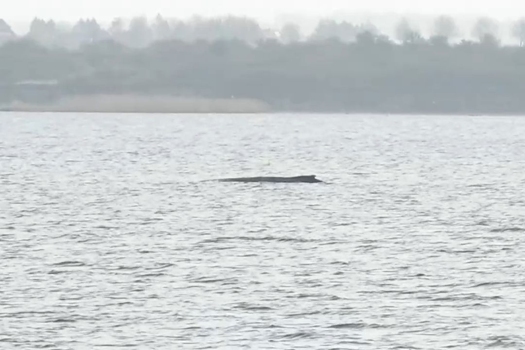 Na severu Německa uvázla na mělčině velryba, její stav se zhoršuje