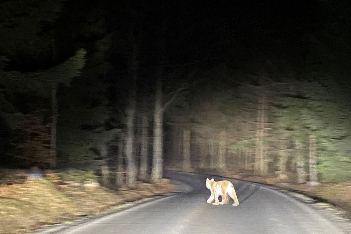 Ohromily nás jeho tlapy. Před autem na severu Čech přeběhl rys ostrovid