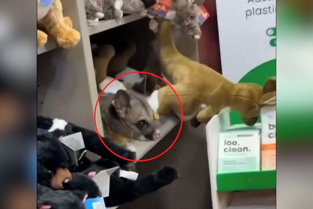 V obchodě na letišti se na polici s plyšáky usadil živý vačnatec