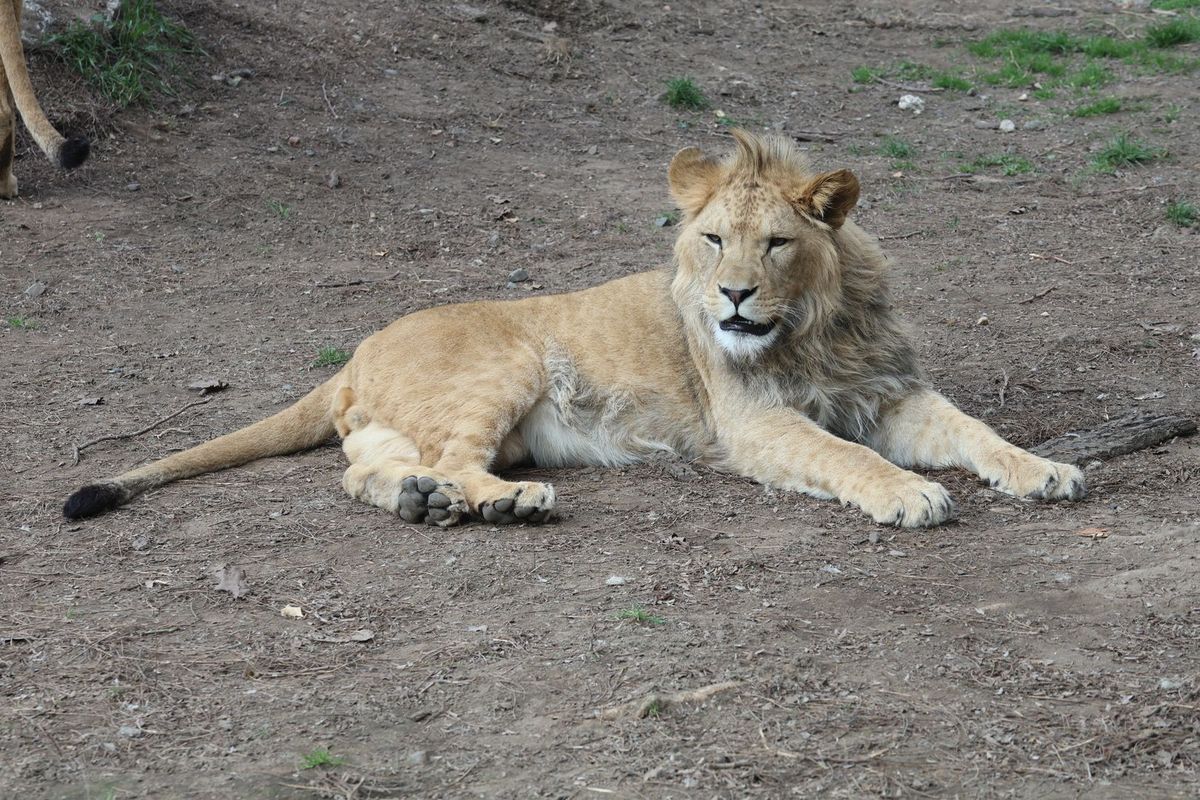 Mladý lev z Hodonína spolu se lvicemi z Dvora Králové doletěli bezpečně do Izraele