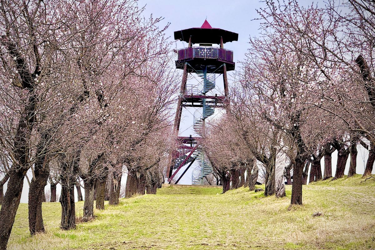 Lidé tipovali, kdy rozkvetou mandloně v unikátních sadech nad Hustopečemi