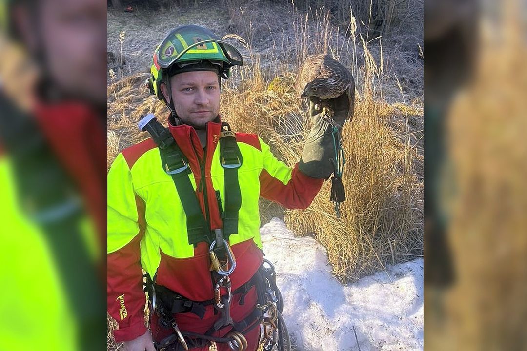 Hasiči pomáhali na Blanensku jestřábovi v nesnázích, zamotal se ve větvích