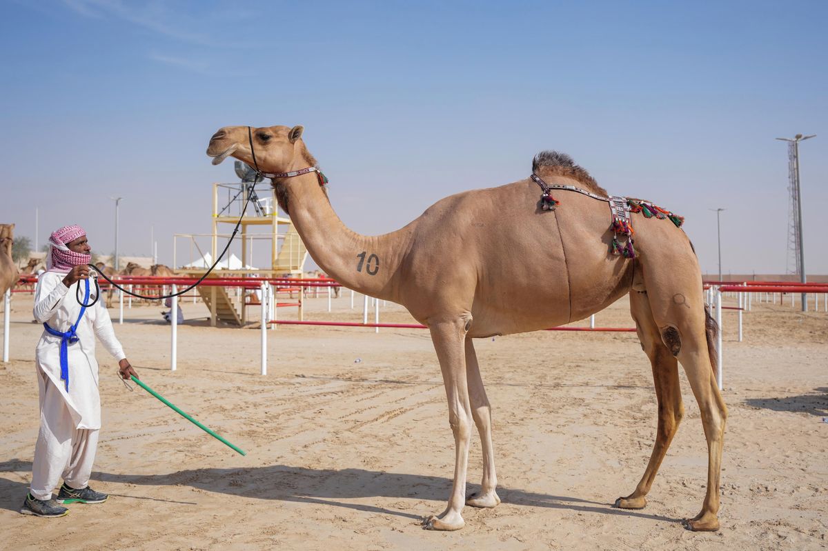 Ze soutěže krásy diskvalifikovali 20 velbloudů. Měli botox i silikonové implantáty