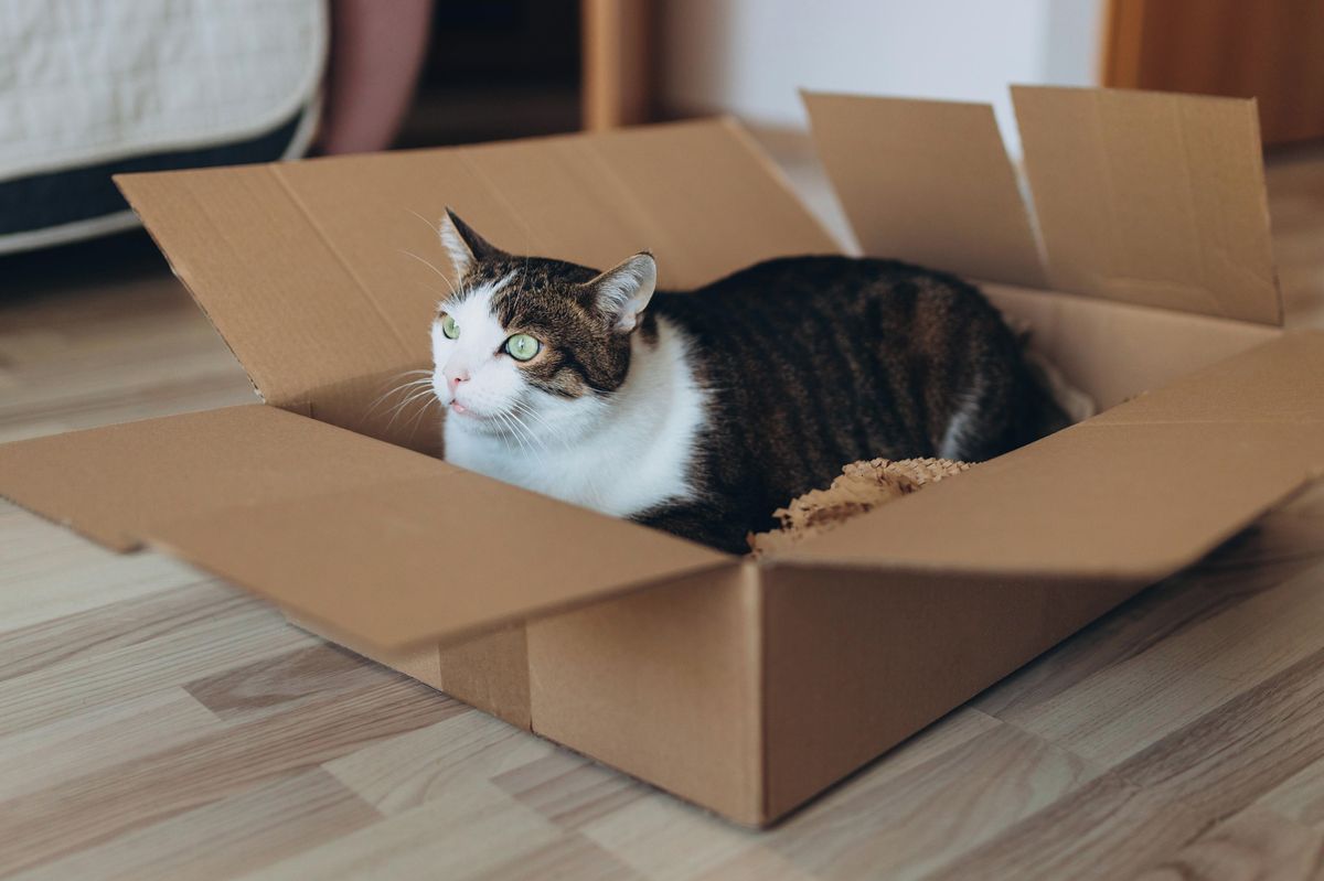 Muž poslal živou kočku v poštovním balíku z Vídně do Německa. U soudu vyvázl s podmínkou