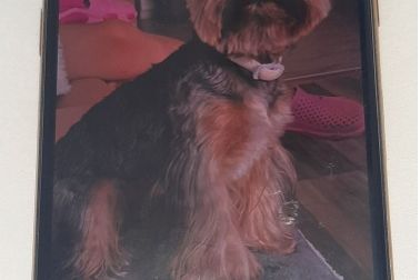 Kuriózní únos psa. Pachatele z Teplic dopadli policisté až v Břeclavi