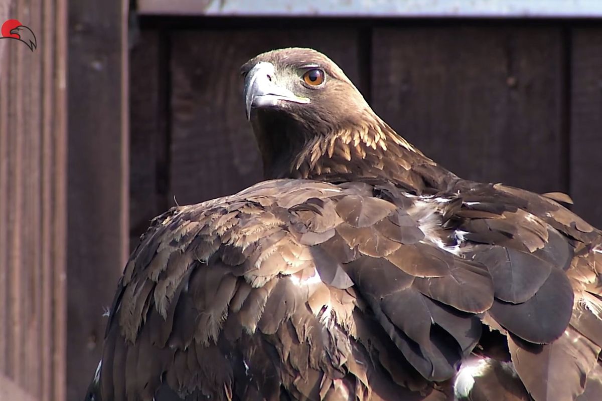 Oblíbenou orlici Toničku zabila její sokyně v lásce. Dostala jméno Médea