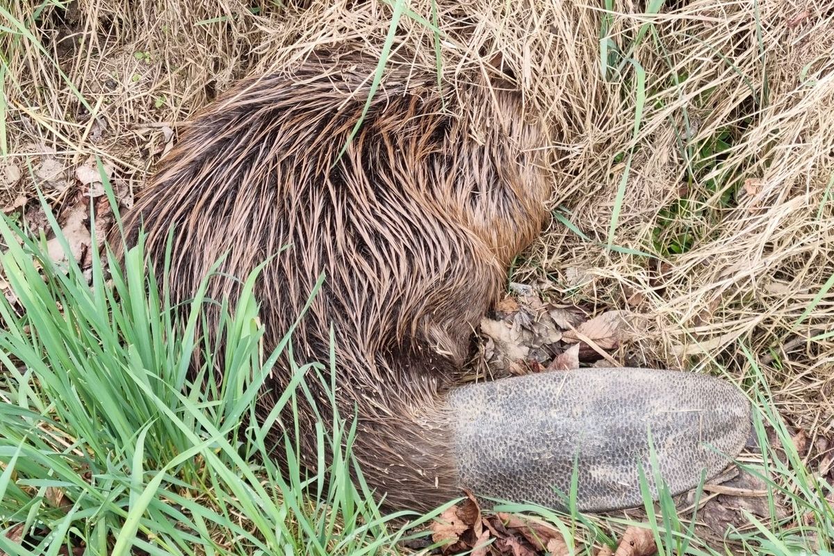 Bobr „stopoval“ u silnice, svezli ho zvířecí záchranáři